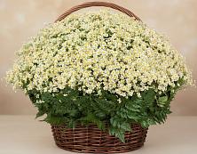 Цветочная композиция из Ромашки в корзине #REPLACE_PRED# Котляревской