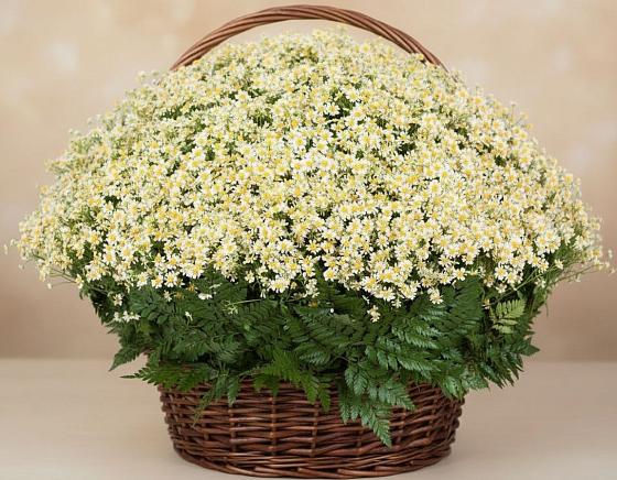 Цветочная композиция из Ромашки в корзине в Котляревской