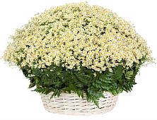 Цветочная композиция из Ромашки в корзине #REPLACE_PRED# Котляревской